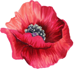 watercolor poppy flower